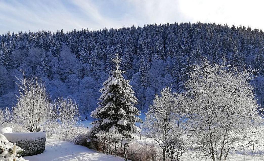 Ferienwohnung Buere Blick Mit Wellnessbereich Direkt Im Skigebiet Winterberg, Ski, Bike, Golf Exterior photo